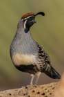 Gambels quail portrait of a male on cactus skeleton-USA-Arizona Art Print